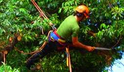 Tree Trimming, Pruning & Maintenance