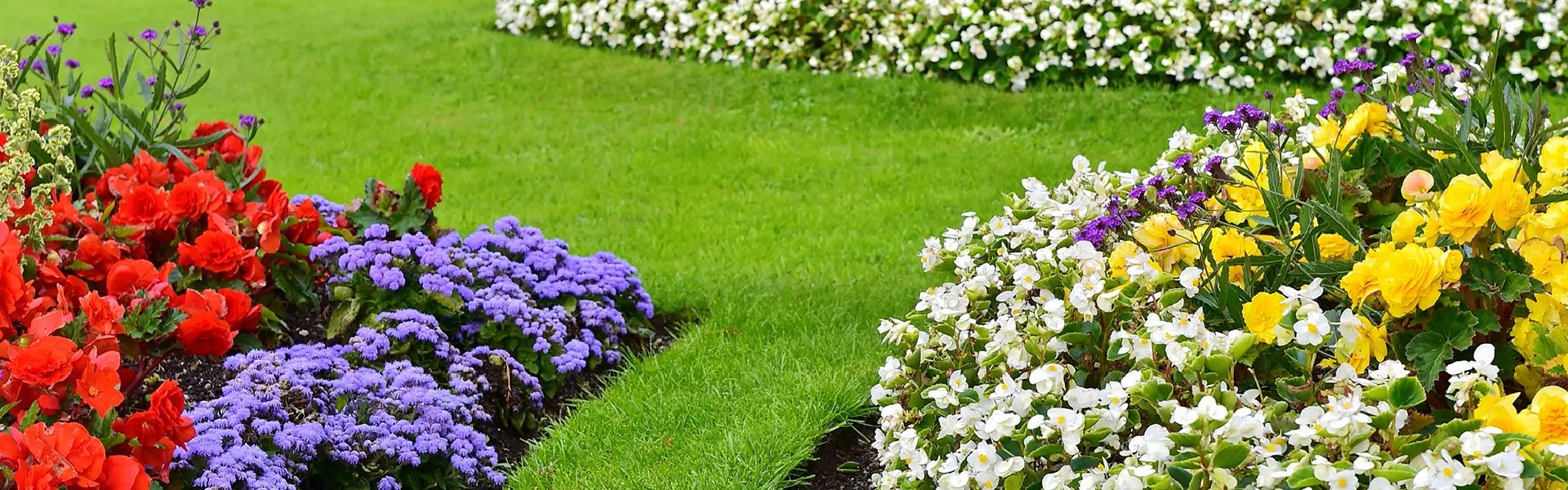 flowers in a yard
