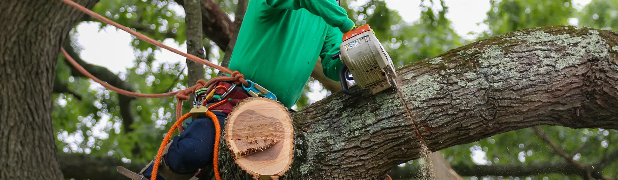 A tree being trimmed